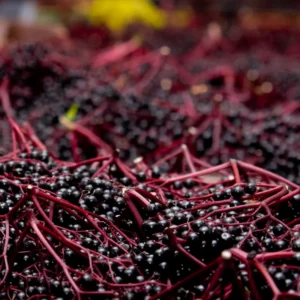 Live Elderberry Bush - Black Elderberry Tree - Hardy Shrub - Garden Ready