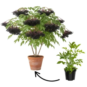Live Elderberry Bush - Black Elderberry Tree - Hardy Shrub - Garden Ready