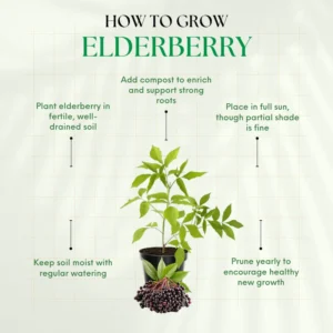 Live Elderberry Bush - Black Elderberry Tree - Hardy Shrub - Garden Ready