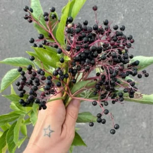 Live Elderberry Bush - Black Elderberry Tree - Hardy Shrub - Garden Ready