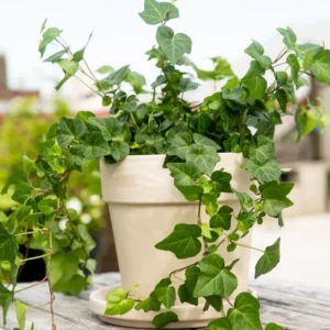 Live English Ivy Plant 4 Inch Pot - Hardy Groundcover Trailing Climbing Plants