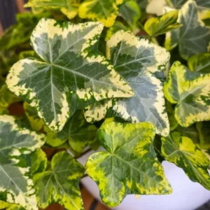Live English Ivy Plant 4 Inch Pot - Hardy Groundcover Trailing Climbing Plants
