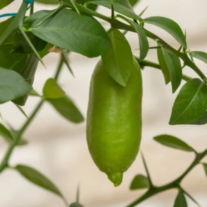 Live Finger Limes Plant - Citrus Tree - Grow Your Own Limes