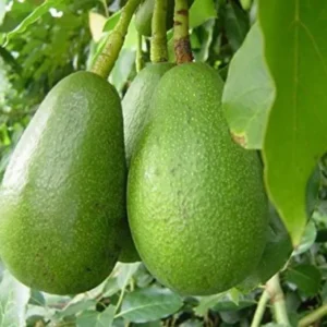 Live Grafted Avocado Tree - 24-36 Inch Potted Avocado Plant for Home Growing