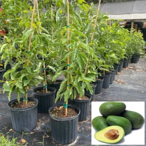 Live Grafted Avocado Tree - 24-36 Inch Potted Avocado Plant for Home Growing