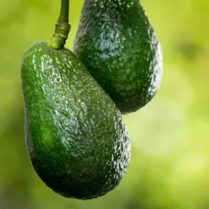 Live Grafted Avocado Tree Plant 24-36 Inches Tall Well-Rooted Avocado Trees