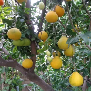 Live Grafted Pomelo Tree - 3 Feet Tall - Fruit Tree Plant