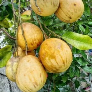 Live Grafted Pomelo Tree - 3 Feet Tall - Fruit Tree Plant