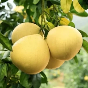 Live Grafted Pomelo Tree - 3 Feet Tall - Fruit Tree Plant