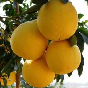 Live Grafted Pomelo Tree - 3 Feet Tall - Fruit Tree Plant