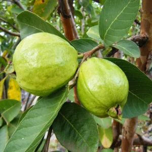 Live Guava Plant Tree - Well-Rooted - Not for California