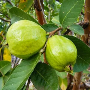 Live Guava Plant Tree - Well-Rooted - Not for California