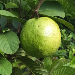 Live Guava Tree - Well-Rooted Plant, Not for California Shipping
