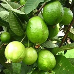 Live Guava Tree - Well-Rooted Plant, Not for California Shipping
