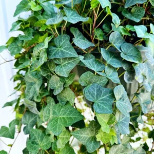 Live Ivy Plant 4'' Pot - Trailing Climbing Houseplant Indoor Outdoor