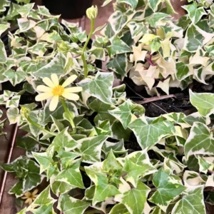 Live Ivy Plant 4'' Pot - Trailing Climbing Houseplant Indoor Outdoor