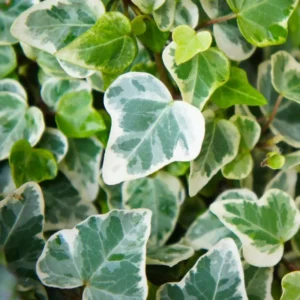 Live Ivy Plant 4'' Pot - Trailing Climbing Houseplant Indoor Outdoor