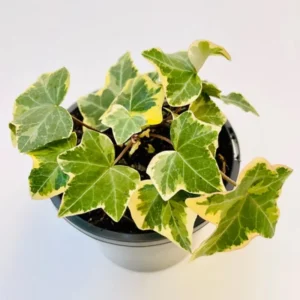Live Ivy Plant 4'' Pot - Trailing Climbing Houseplant Indoor Outdoor
