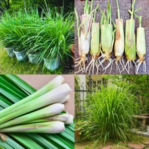 Live Lemongrass Plants - 4 Stalks, Perennial Herb, Ready to Grow
