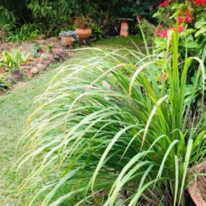 Live Lemongrass Plants - 4 Stalks, Perennial Herb, Ready to Grow