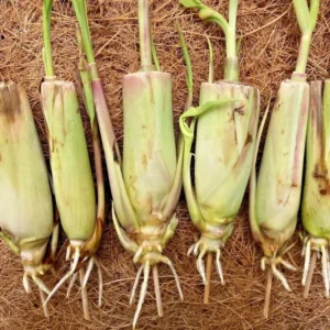 Live Lemongrass Plants - 4 Stalks, Perennial Herb, Ready to Grow