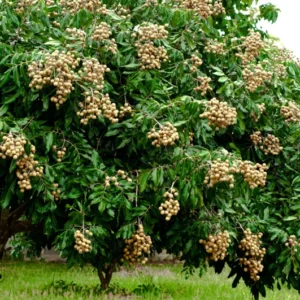 Live Longan Fruit Tree - 2 to 3 Ft Plant in Pot