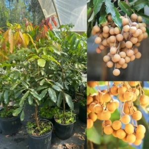 Live Longan Fruit Tree - 2 to 3 Ft Plant in Pot