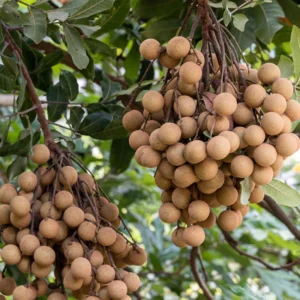 Live Longan Fruit Tree - 2 to 3 Ft Plant in Pot