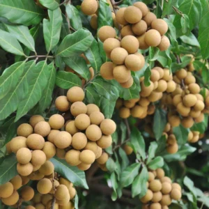 Live Longan Fruit Tree - 2 to 3 Ft Plant in Pot