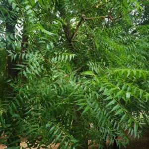 Live Neem Plant 24-36 Inch Tall - Neem Tree for Natural Pest Control