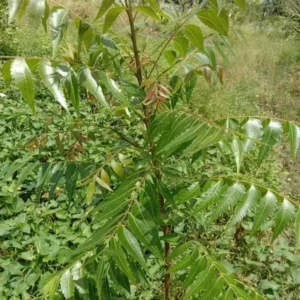 Live Neem Tree Plant - 24-36 Inch - For Natural Pest Control