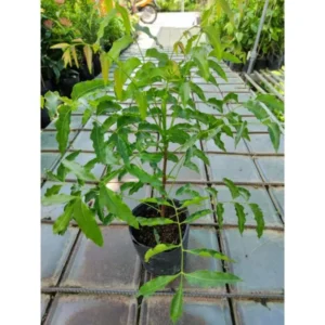 Live Neem Tree Plant - 24-36 Inch - For Natural Pest Control