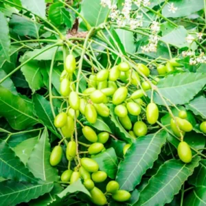 Live Neem Tree Plant - 24-36 Inch - For Natural Pest Control