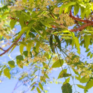 Live Neem Tree Plant - 24-36 Inch - For Natural Pest Control