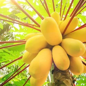 Live Papaya Fruit Tree - 24-36 Inch Plant for Home Gardens