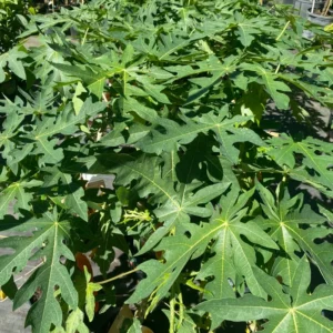 Live Papaya Fruit Tree - 24-36 Inch Plant for Home Gardens