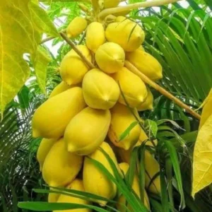Live Papaya Tree Plant - 24-36 Inch Tall Tropical Fruit Tree - Ready to Grow