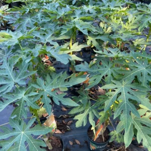 Live Papaya Tree Plant - 24-36 Inch Tall Tropical Fruit Tree - Ready to Grow