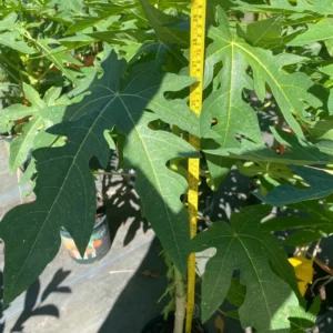 Live Papaya Tree Plant - 24-36 Inch Tall Tropical Fruit Tree - Ready to Grow