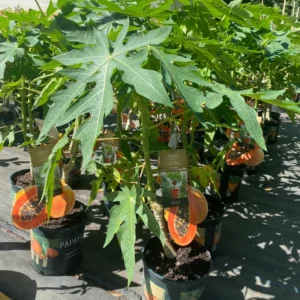 Live Papaya Tree Plant - 24-36 Inch Tall Tropical Fruit Tree - Ready to Grow