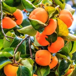 Live Persimmon Tree - Quart Pot - Hardy Fruit-Bearing - Outdoor Ready