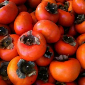 Live Persimmon Tree - Quart Pot - Hardy Fruit-Bearing - Outdoor Ready