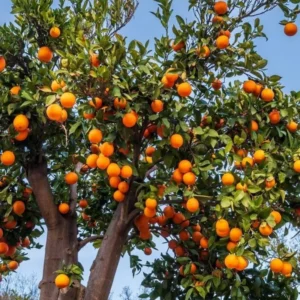 Live Persimmon Tree - Quart Pot - Hardy Fruit-Bearing - Outdoor Ready