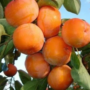 Live Persimmon Tree - Quart Pot - Hardy Fruit-Bearing - Outdoor Ready