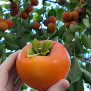 Live Persimmon Tree - Quart Pot - Hardy Fruit-Bearing - Outdoor Ready