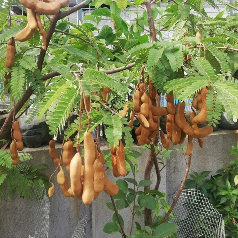 Live Tamarind Tree Plant - 24-36 Inch Tamarind Tree for Sale
