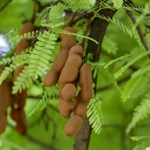 Live Tamarind Tree Plant 24-36 Inches Tall - Exotic Fruit Tree