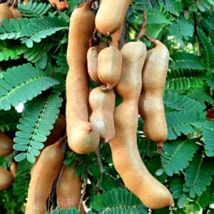 Live Tamarind Tree Plant 24-36 Inches Tall - Exotic Fruit Tree