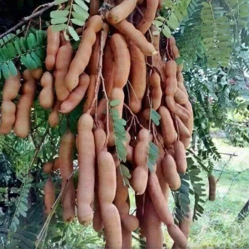 Live Tamarind Tree Plant 24-36 Inches Tall - Exotic Fruit Tree