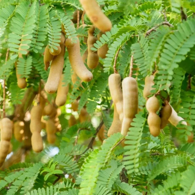 Live Tamarind Tree Plant 24-36 Inches Tall - Exotic Fruit Tree